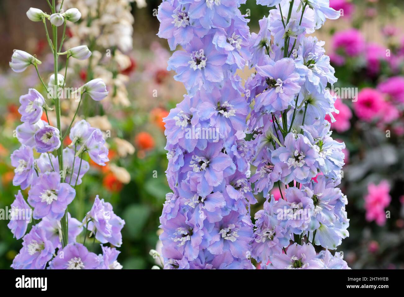 Delphinium 'Spindrift'. Candle Larkspur, Candle Larkspur 'Spindrift', Candle Delphinium 'Spindrift'. Semi-double pale lilac flowers Stock Photo