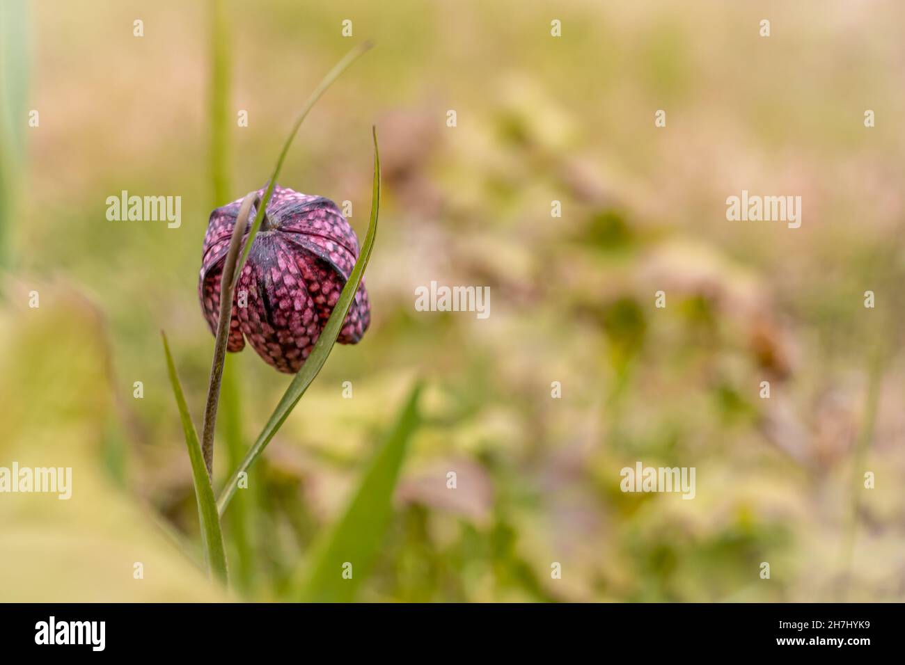 Spring background with a purple chess flower (snake's head). Copyspace, shallow field of depth. Stock Photo