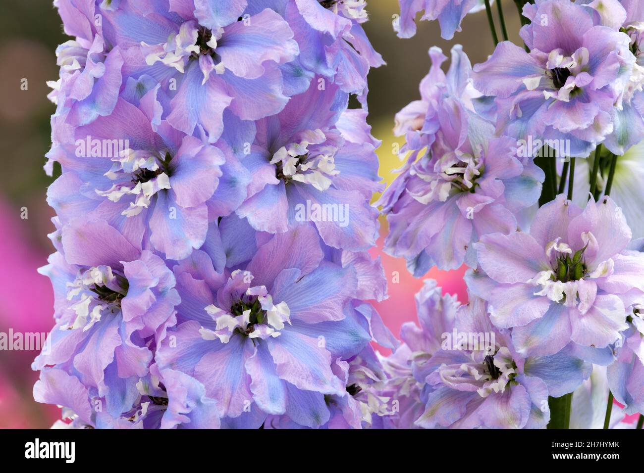 Delphinium 'Spindrift'. Candle Larkspur, Candle Larkspur 'Spindrift', Candle Delphinium 'Spindrift'. Semi-double pale lilac flowers Stock Photo