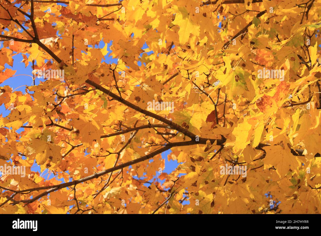a branch of a tree with yellow autumn leaves Stock Photo - Alamy