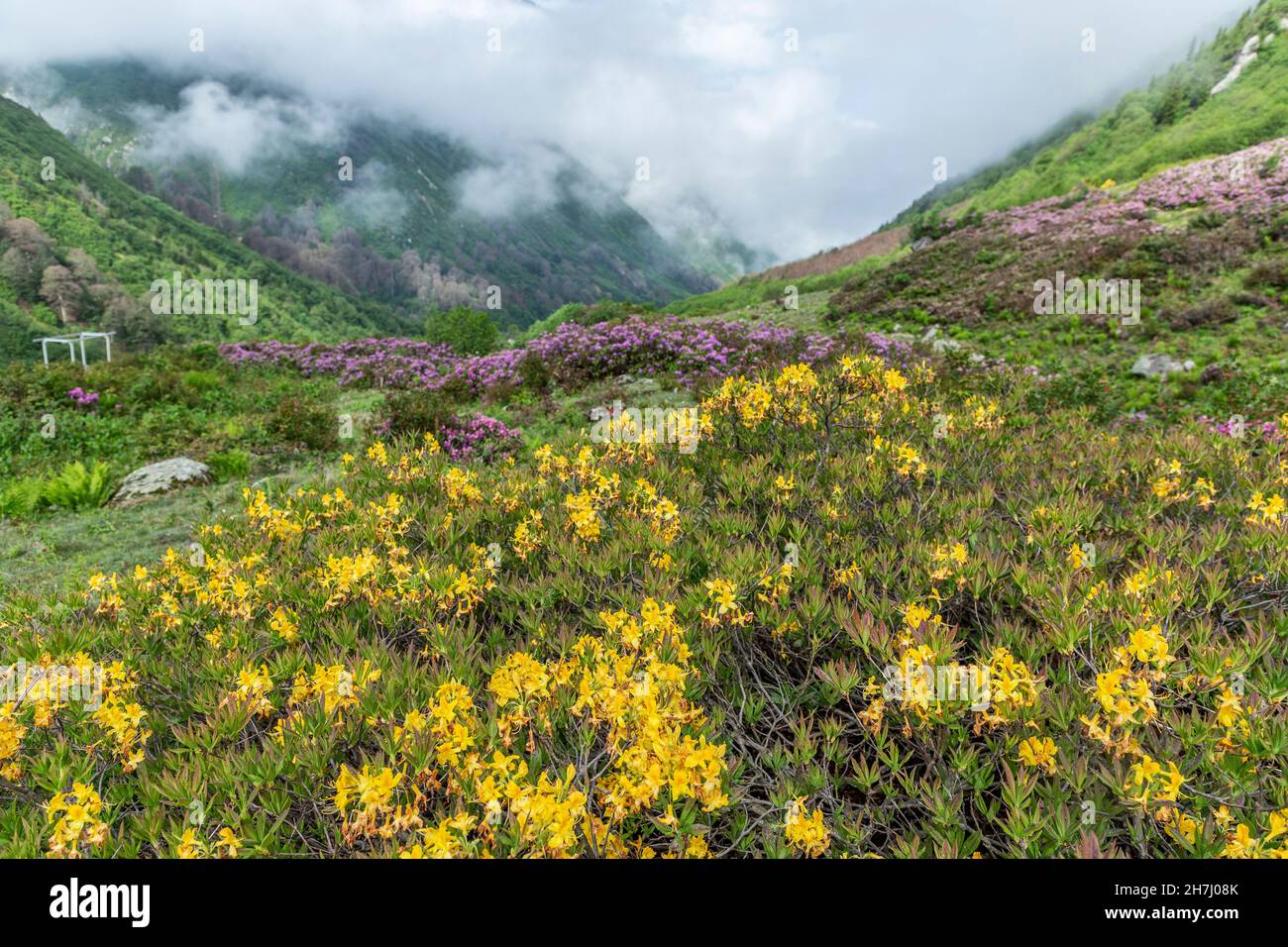 Spring in Tunca Valley Nature Park, Rize, Turkey... Stock Photo