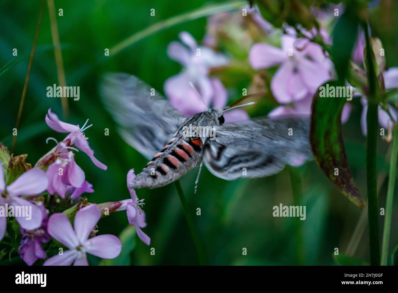A hawkmoth during a flight at a flower in the evening Stock Photo