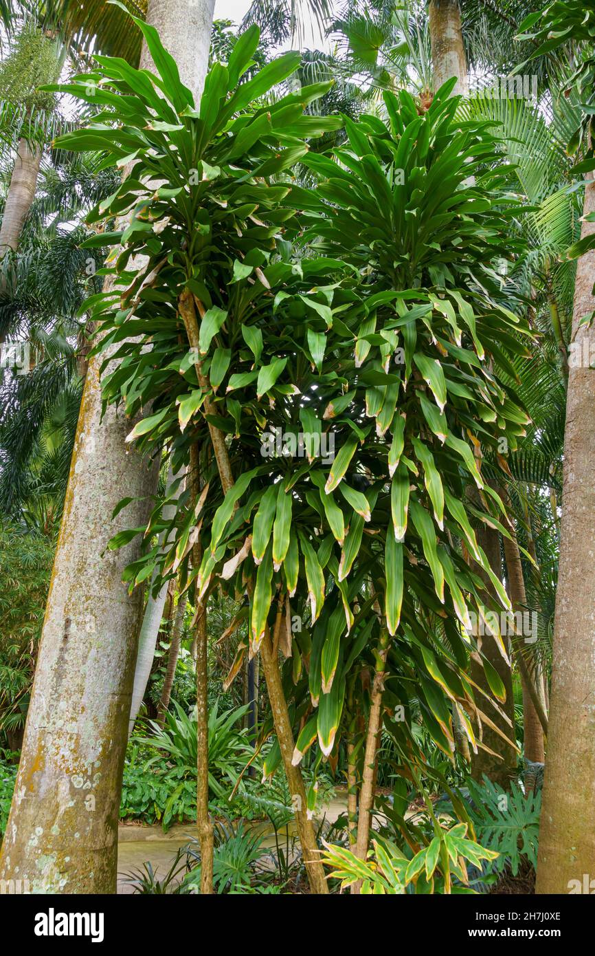 Spanish Shawl (Centradenia floribunda), native to Mexico and Guatemala - Florida, USA Stock Photo