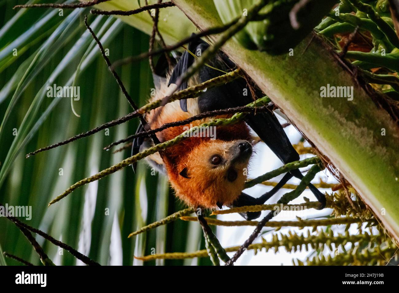 A fruit bat hangs upside down from a palm tree on the island of Mauritius in the Indian Ocean Stock Photo