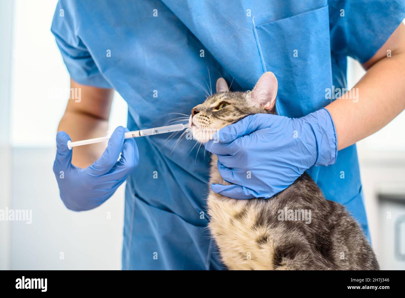Female veterinarian doctor is giving liquid medication to a cat Stock