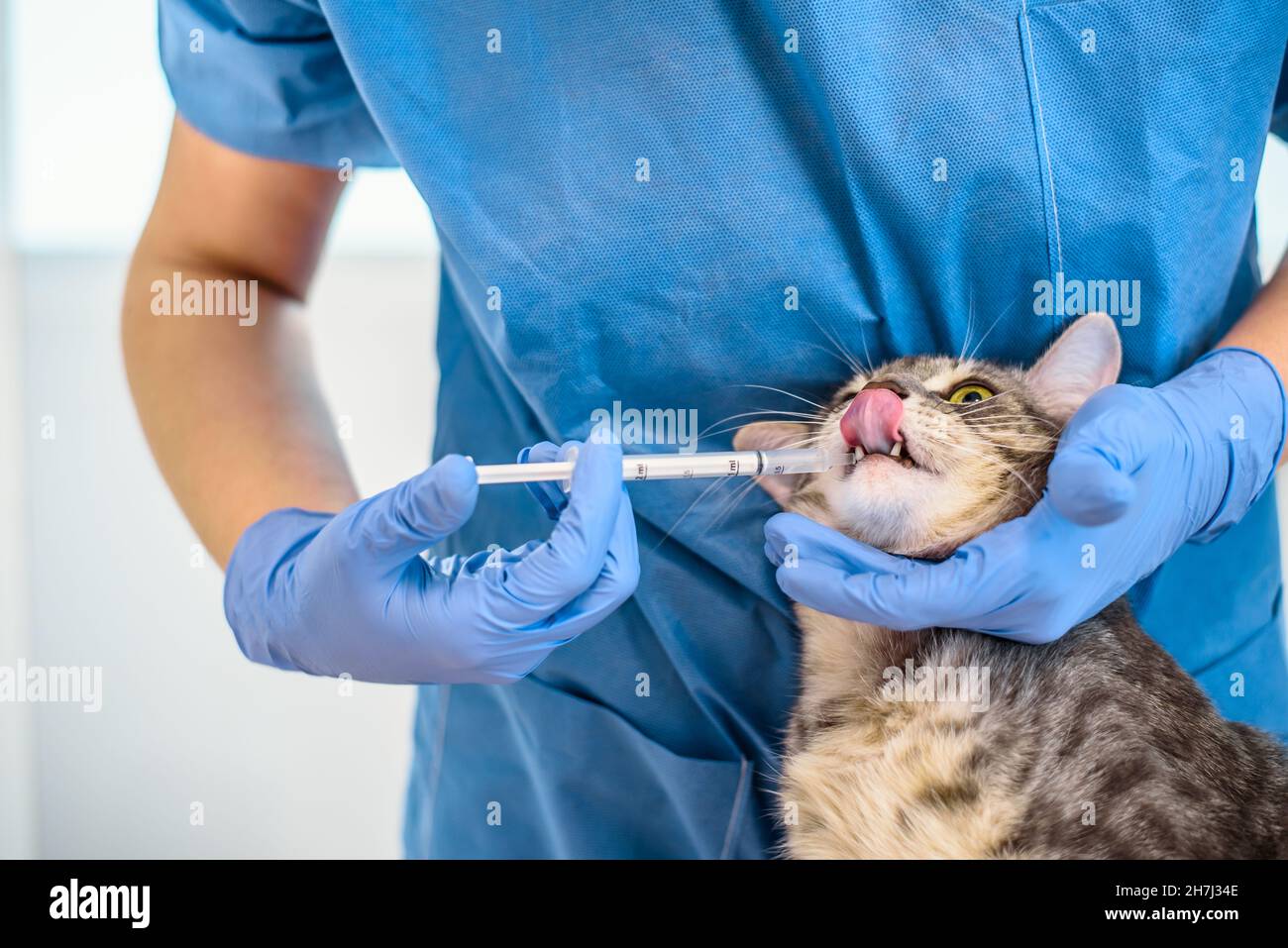 Female veterinarian doctor is giving liquid medication to a cat Stock