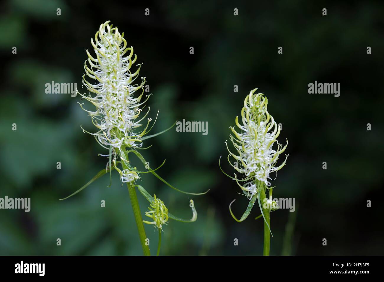 Ährige Teufelskralle, Weiße Teufelskralle, Teufelskralle, Phyteuma spicatum, spiked rampion, La Raiponce en épi Stock Photo