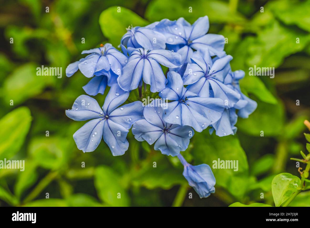 Blue Cape Leadwort Plumbago Flowers Green Leaves Moorea Tahiti French ...