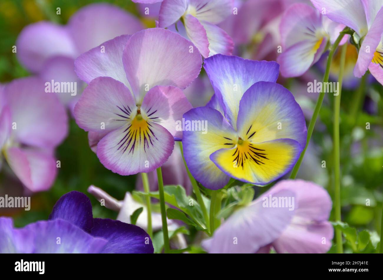 close-up of two pretty viola cornuta with a flower head of delicate lila and blue color against a natural blurred background Stock Photo
