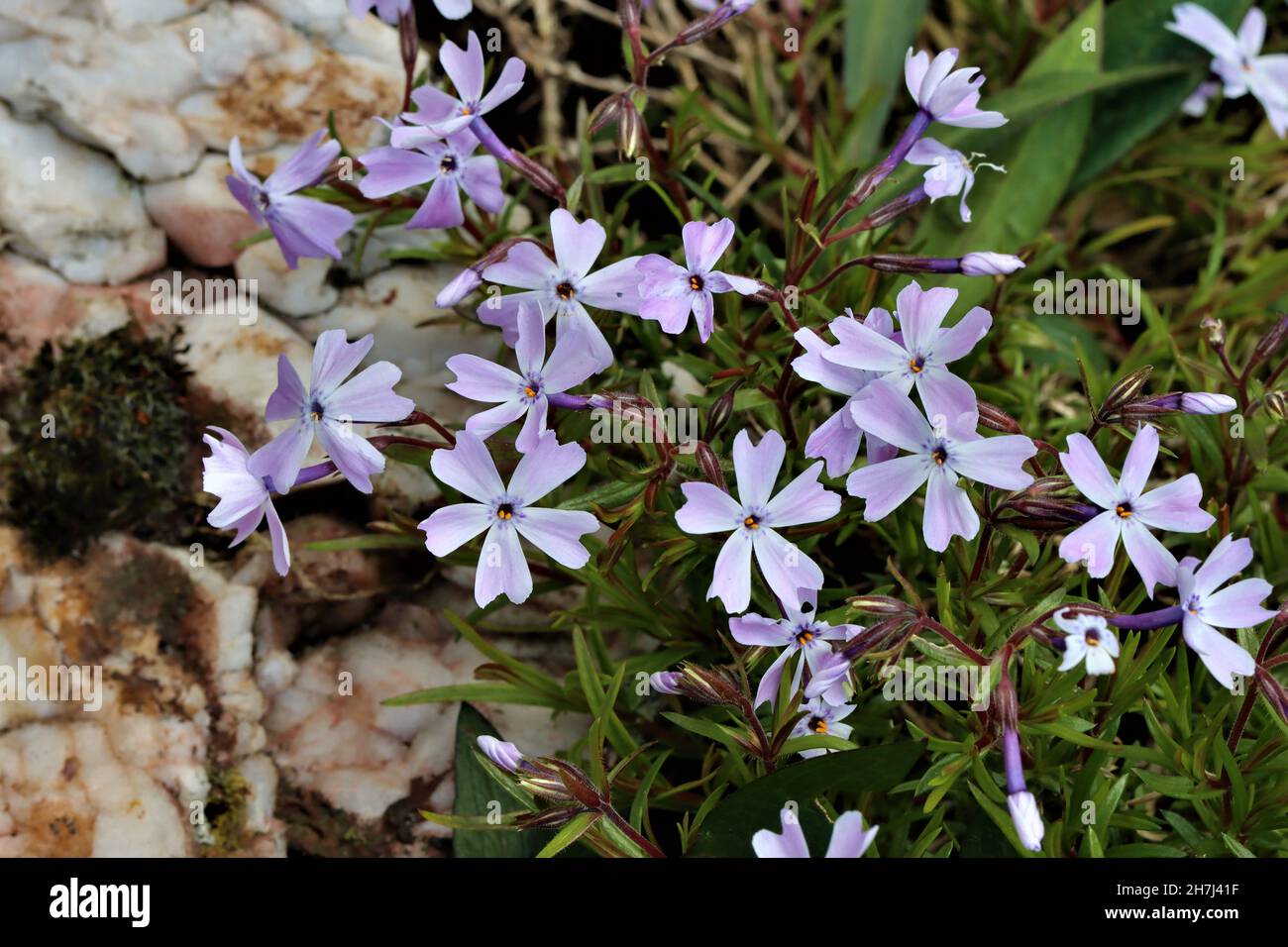 flowers of phlox subulata against a stony background, close-up Stock Photo