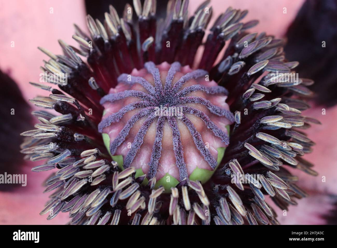 close-up of a flower of the Turkish poppy with stamens and pollen Stock Photo