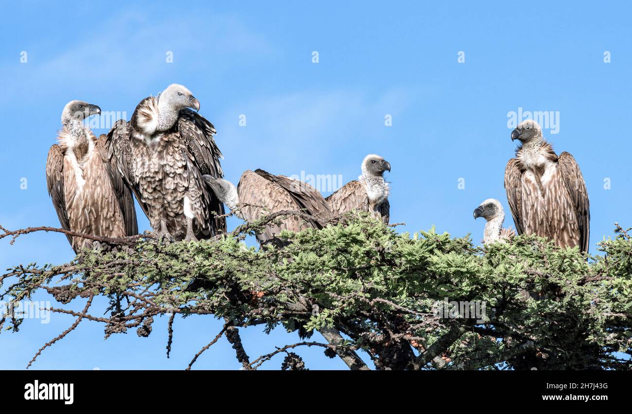 Vultures on treetop hires stock photography and images Alamy