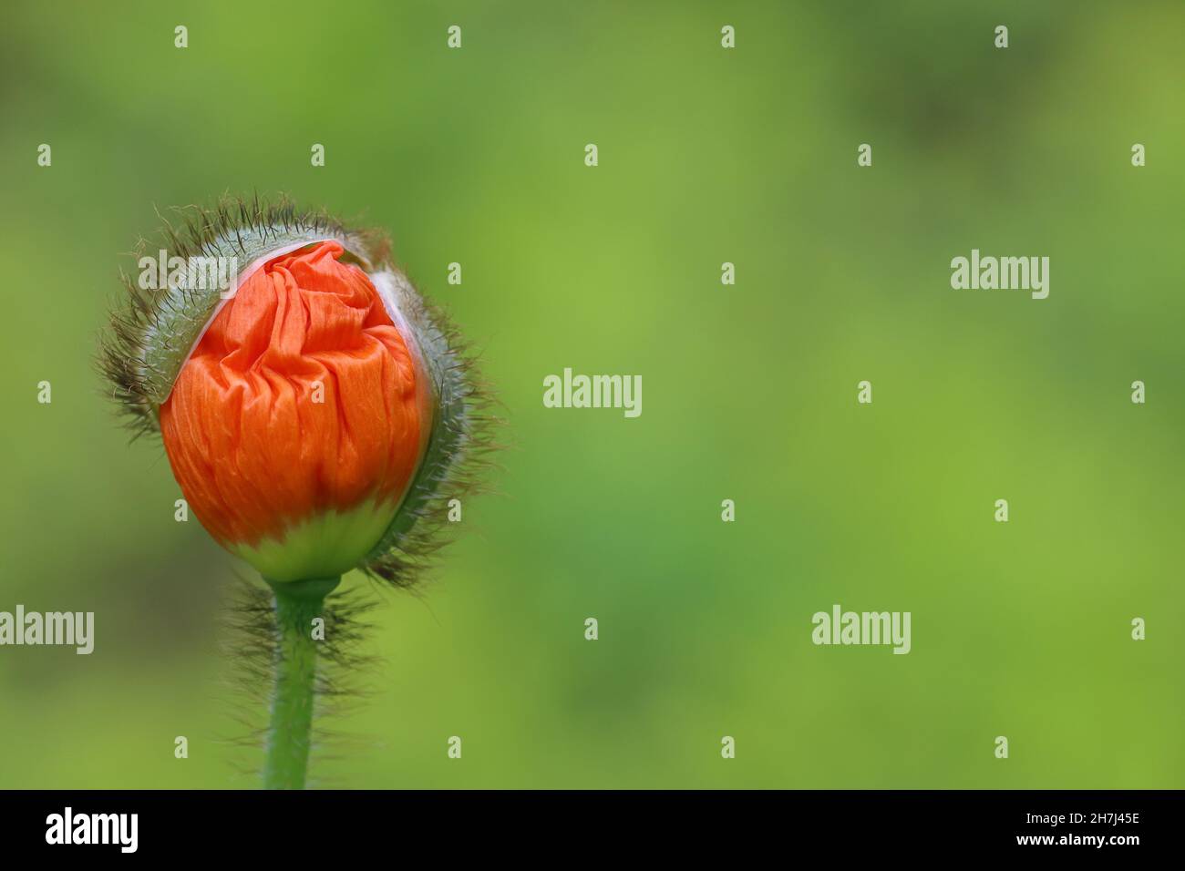 close-up of a red poppy bud against a green blurry background, side view, copy space Stock Photo
