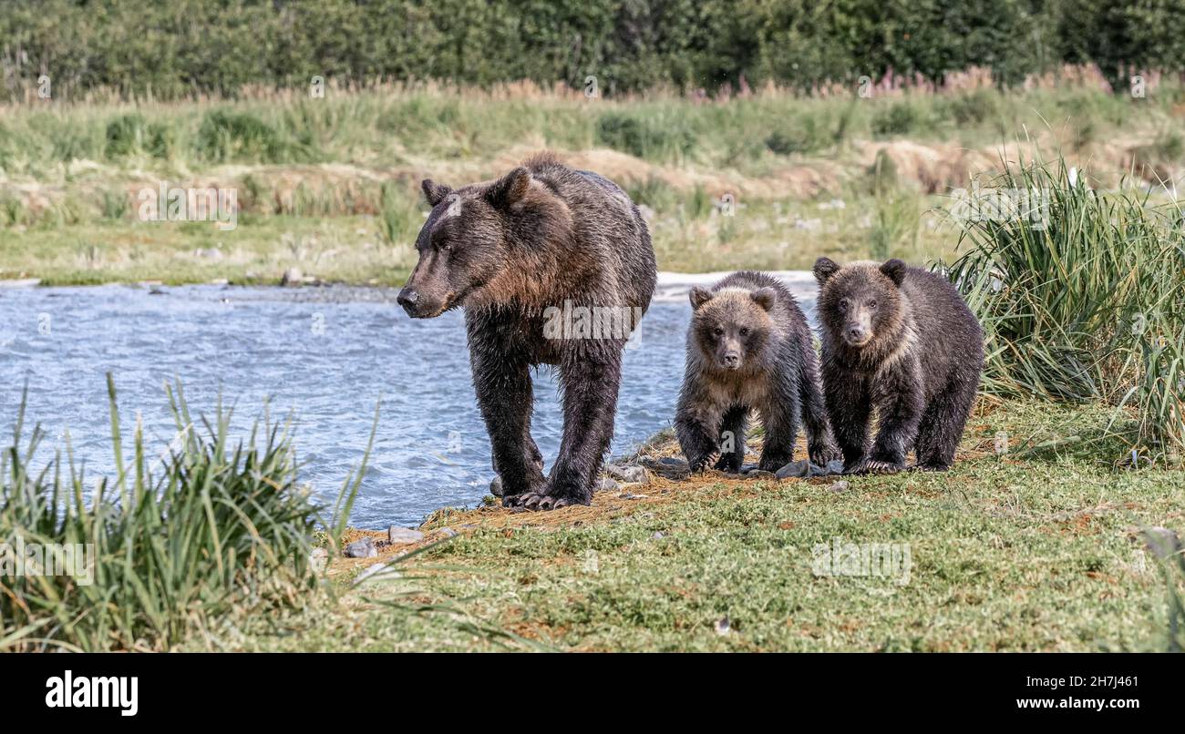 Brown bear mother with 2 cubs Stock Photo