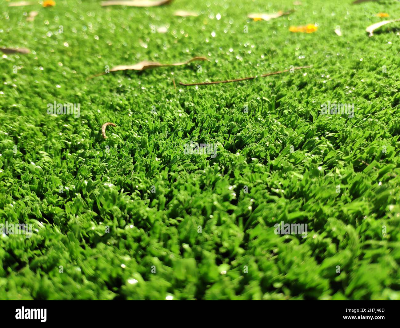 Fresh green grass background, close view macro photo with blurred edges. Natural background wallpaper Stock Photo