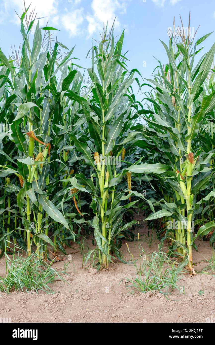 Tall corn stalks in an agricultural field ripen in even rows on a