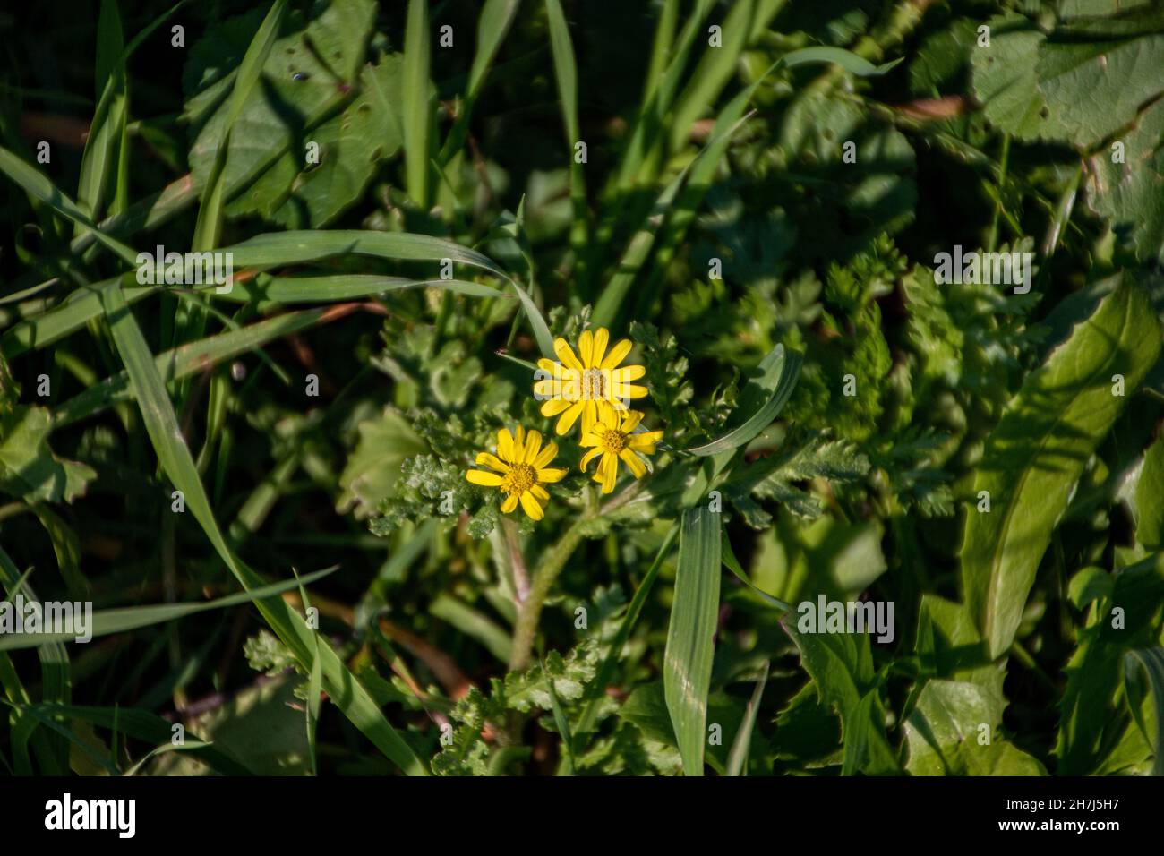 Closeup of yellow scaly hawkbit flowers and leaves during daylight Stock Photo
