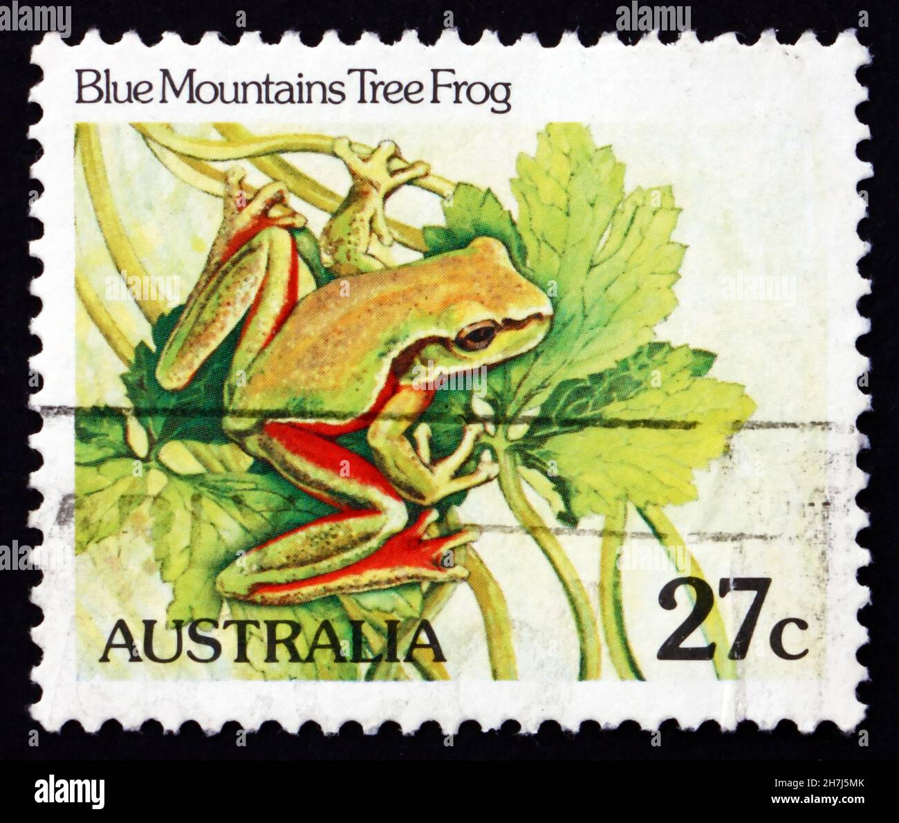 AUSTRALIA - CIRCA 1981: a stamp printed in the Australia shows Blue Mountains Tree Frog, Litoria Citropa, Amphibian, circa 1981 Stock Photo