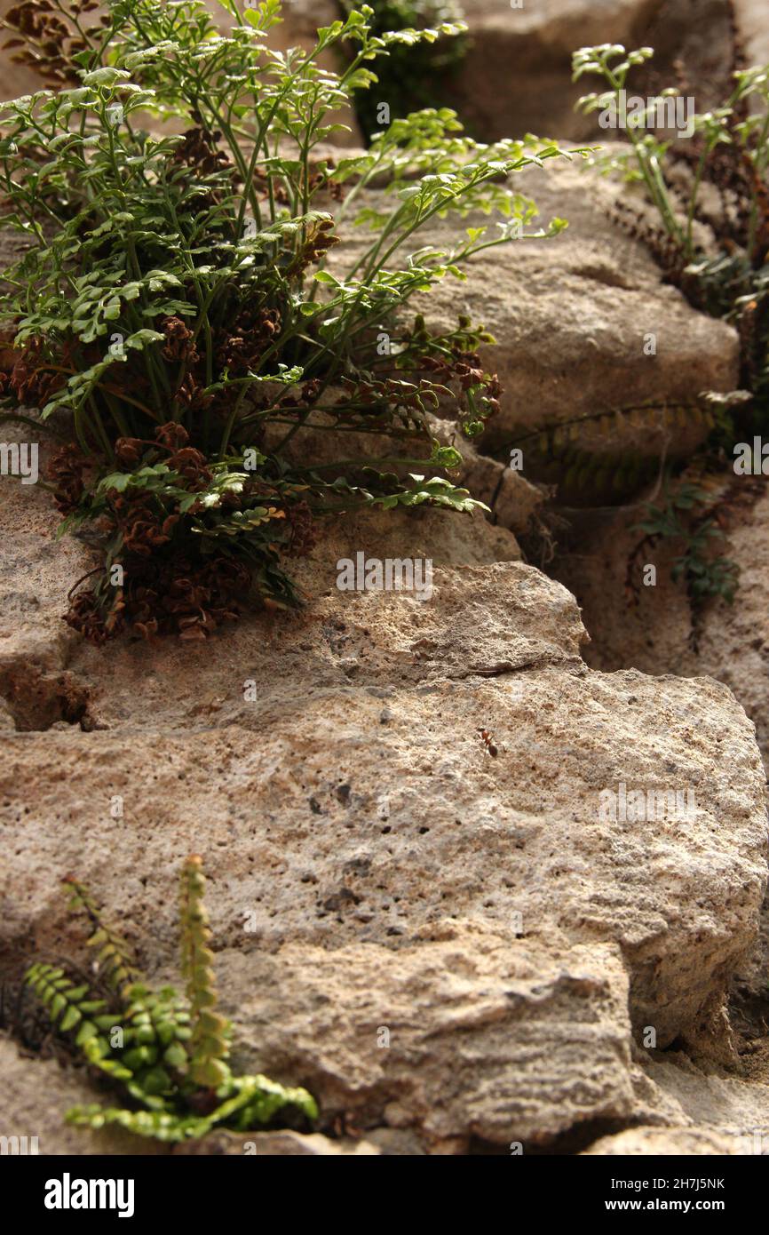 Green grass growing on the mountain hill among stones Stock Photo