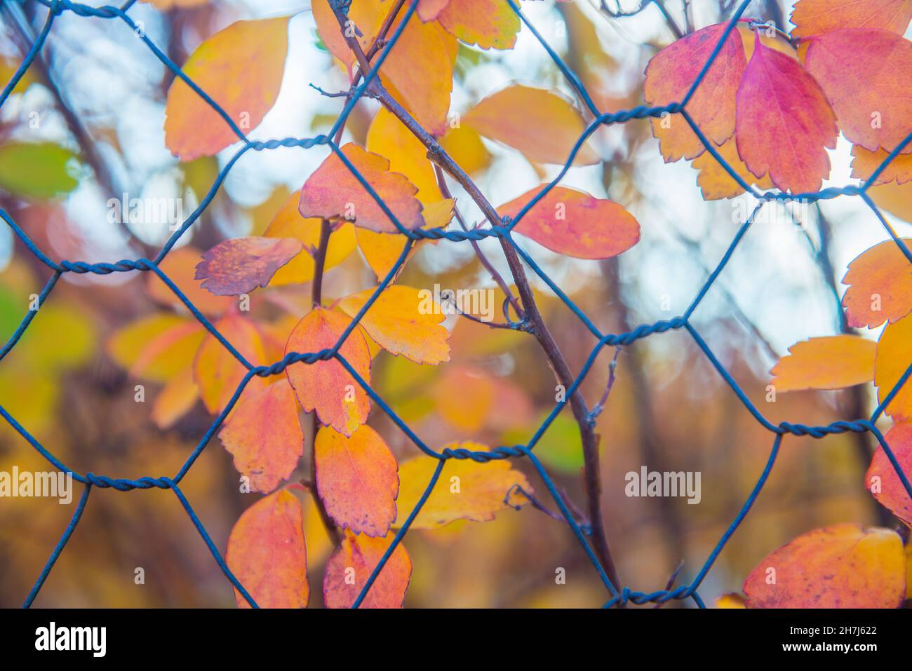 Autumn leaves behind a wire fence. Stock Photo