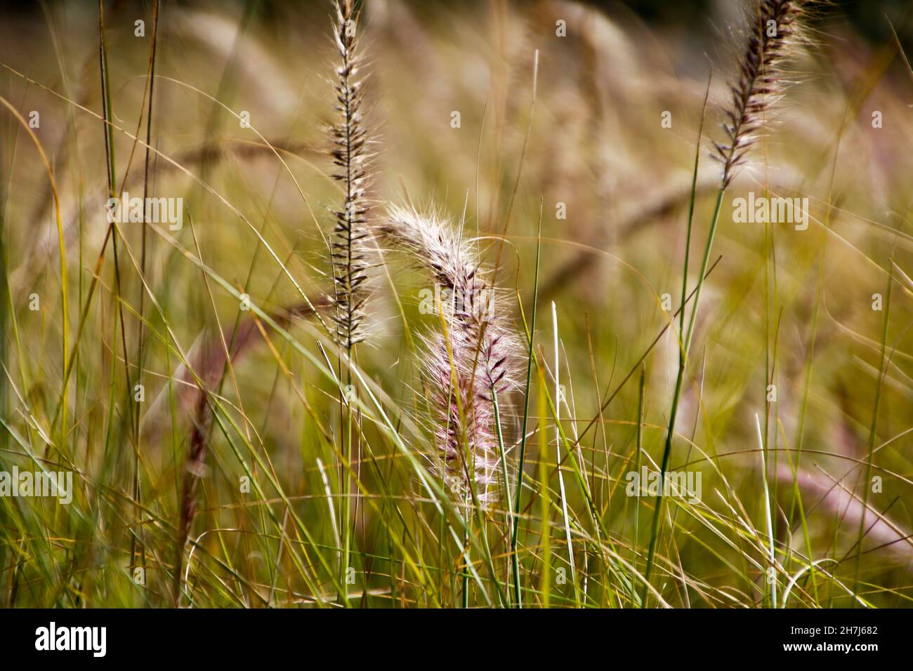 Closeup of fountaingrass outdoors during d aylight Stock Photo