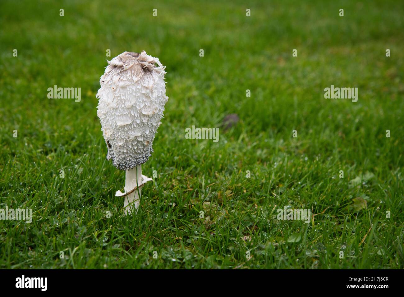 Shaggy inkcap (Coprinus comatus), also known as Lawyer's wig, growing on a garden lawn Stock Photo