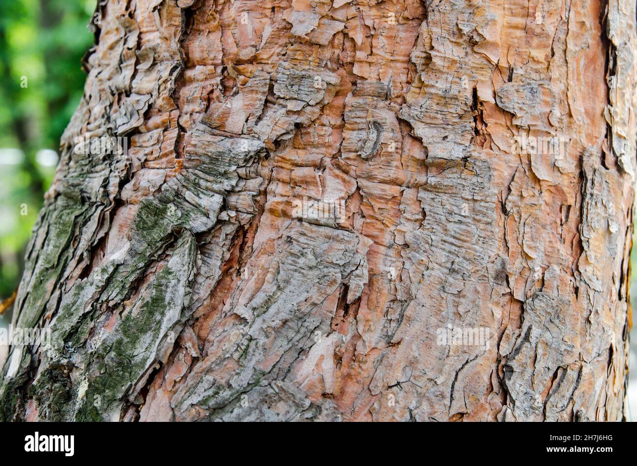 Tree natural texture view hi-res stock photography and images - Alamy