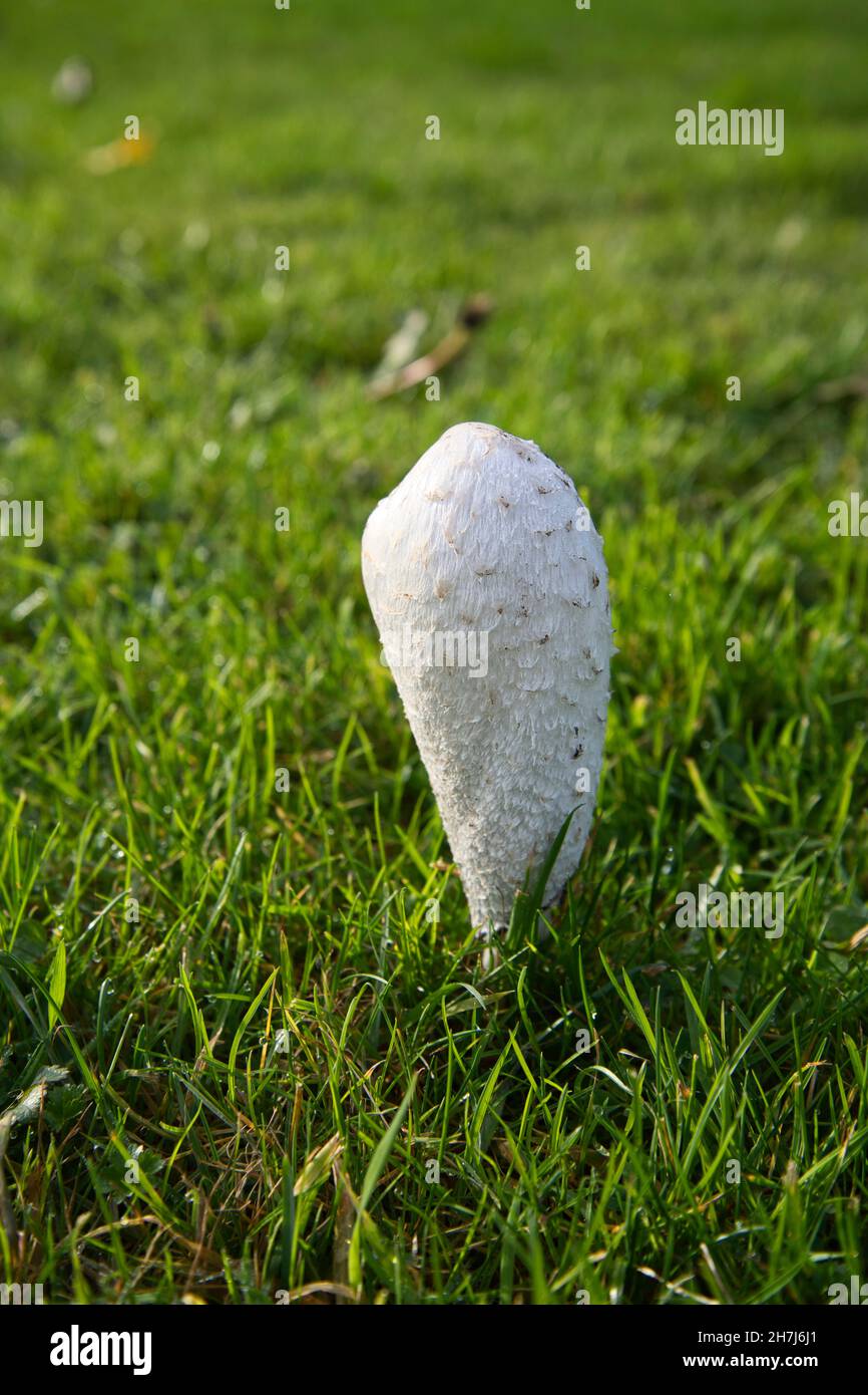 Shaggy inkcap (Coprinus comatus), also known as Lawyer's wig, growing on a garden lawn Stock Photo