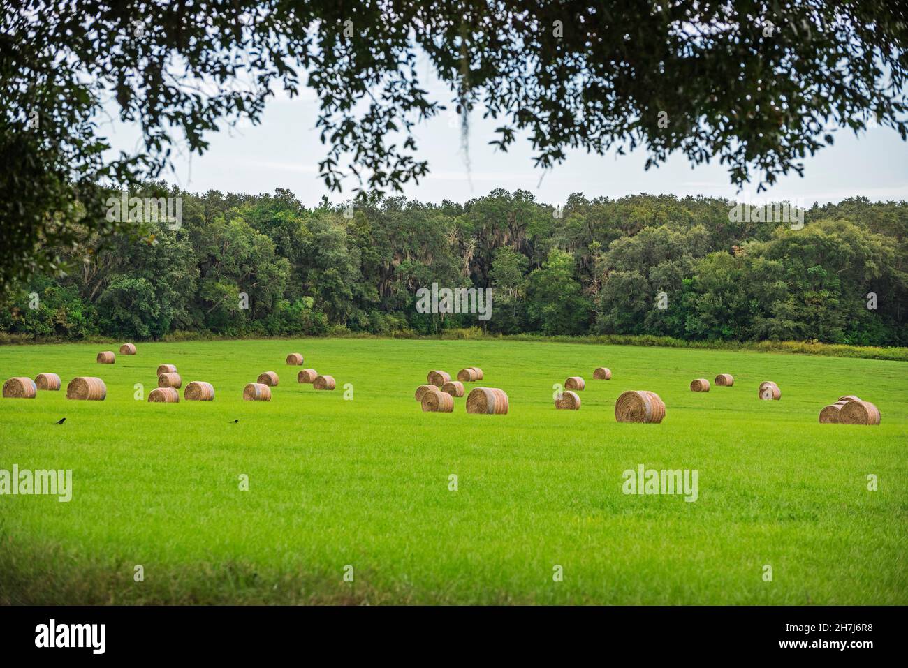Rolls of harvested hay sit in a field of green grass in the small North Florida town of High Springs. Stock Photo