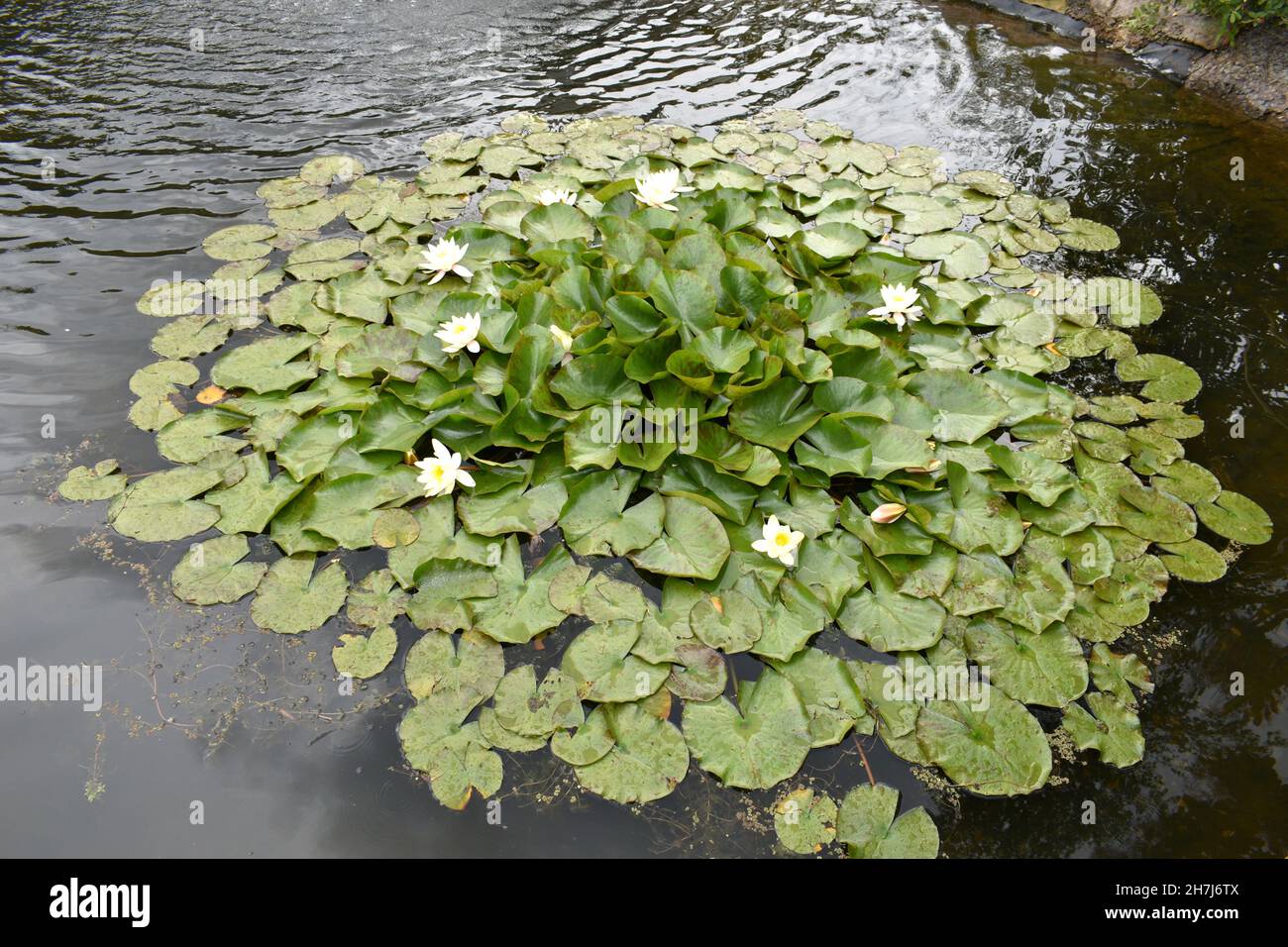 close up of lily pads and white lily flowers floating in a circular shape.  Lotus flowers and leaves on a river outside on a summers day Stock Photo