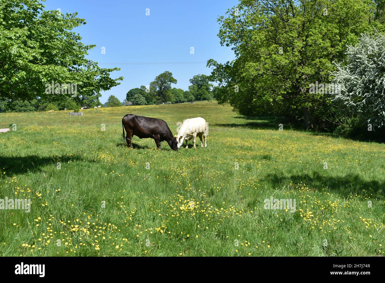 Cows grazing in lush green grass field hi-res stock photography and ...