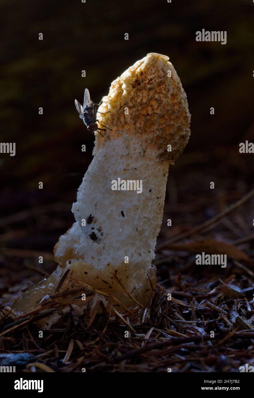 Flies, attracted by the foul smell, on Common stinkhorn in a dark forest Stock Photo