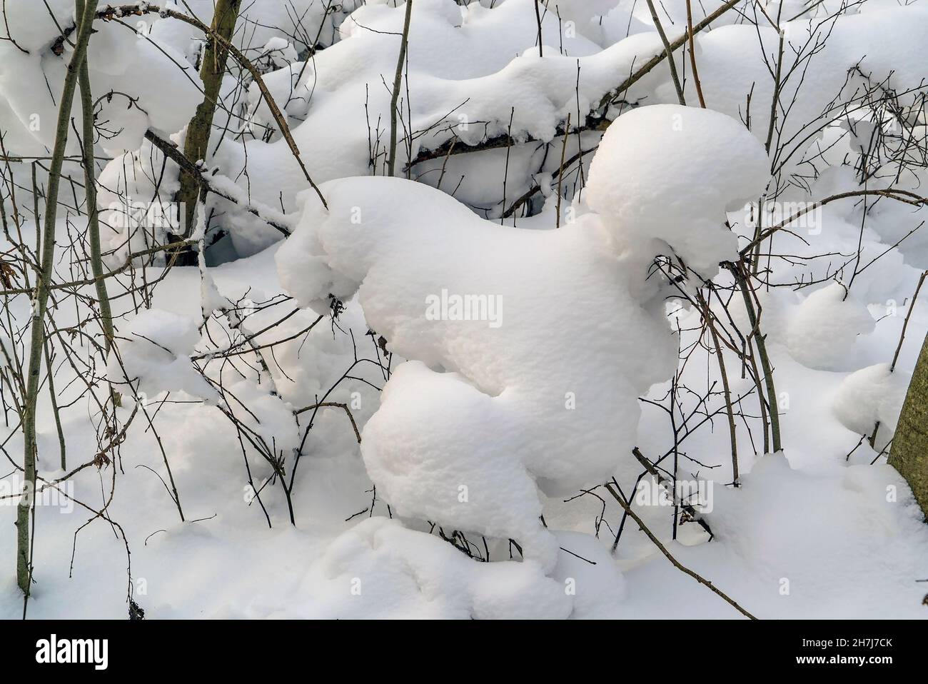 Snow Tree Shape Snow on the branches of trees of unusual shape. Winter day. Leningrad ...