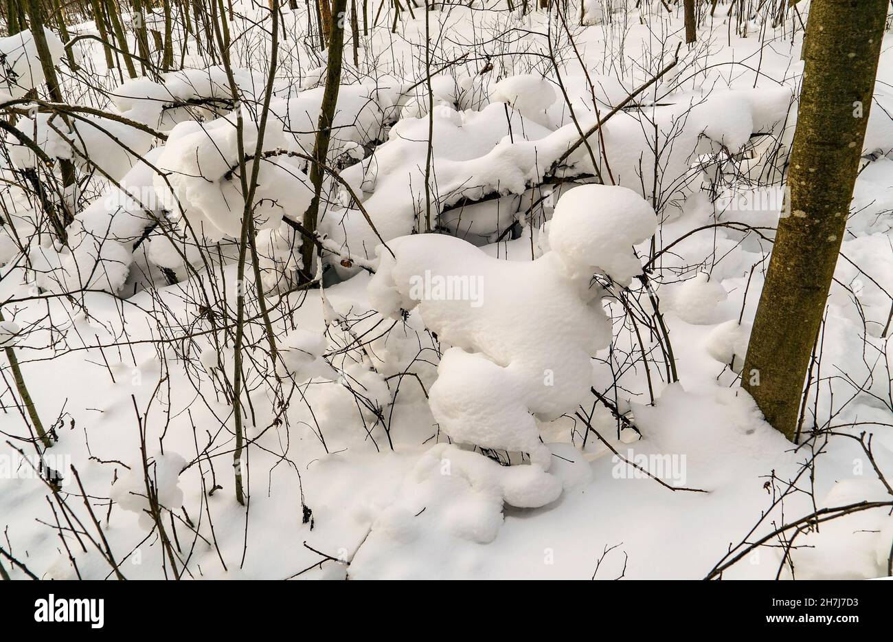 Snow Tree Shape Snow on the branches of trees of unusual shape. Winter day. Leningrad ...