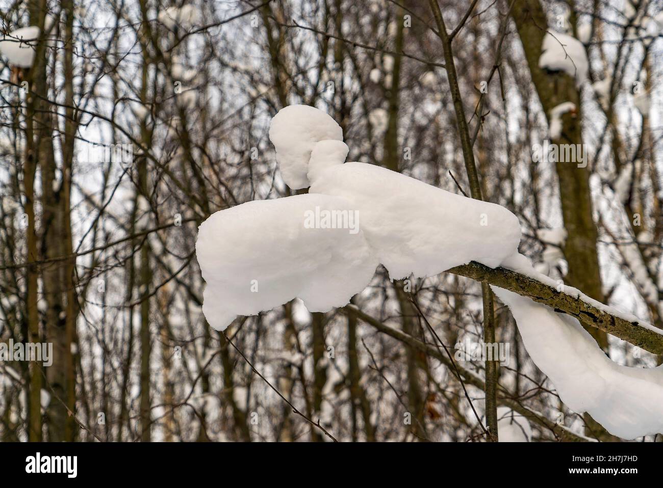 Snow Tree Shape Snow on the branches of trees of unusual shape. Winter day. Leningrad ...
