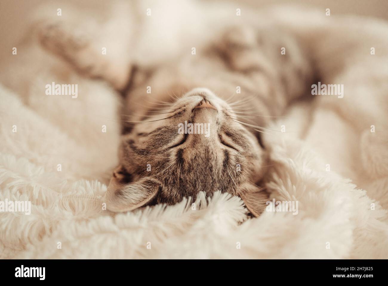 Cute little grey kitten sleeps on a sofa under white soft blanket Stock Photo