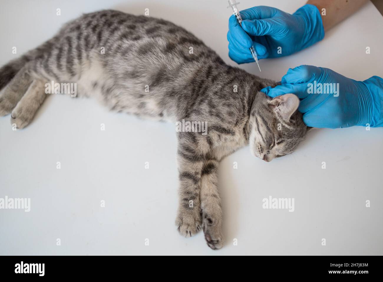 Veterinary doctor giving injection for kitten. Vaccination of animals. Domestic pet cat for examination in a vet clinic, hands of a veterinarian. Stock Photo
