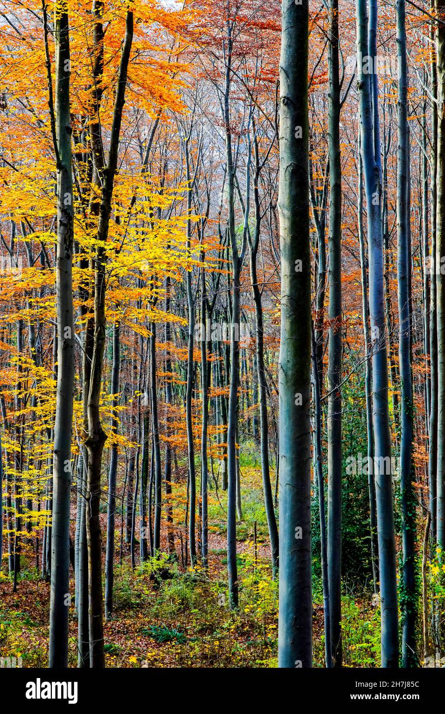 Tüllinge Mountain forest in the Fall (Tüllinger Berg), Tüllinge, Baden-Württemberg, Germany. Stock Photo