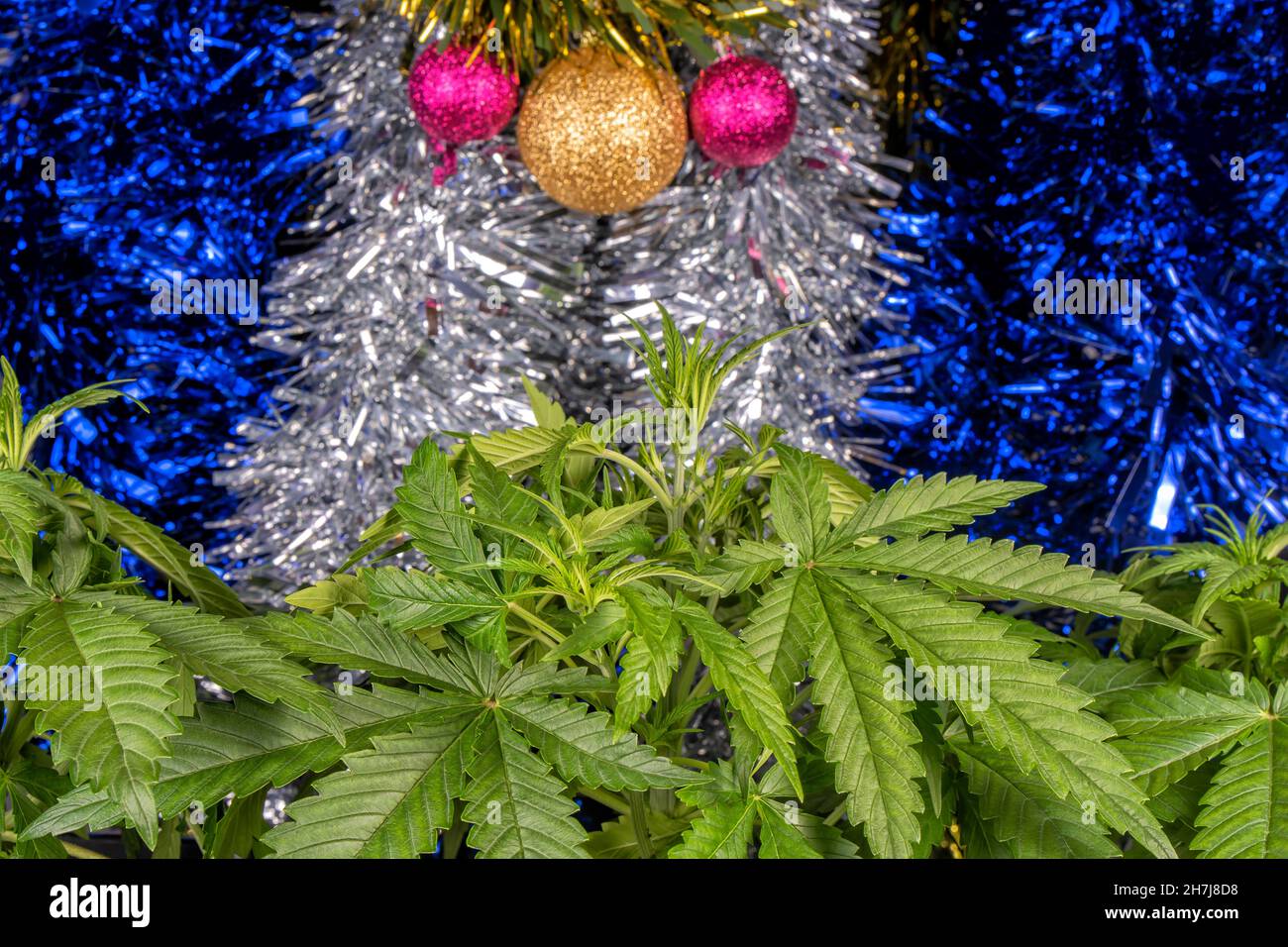 Many cannabis plants growing with the background of Christmas