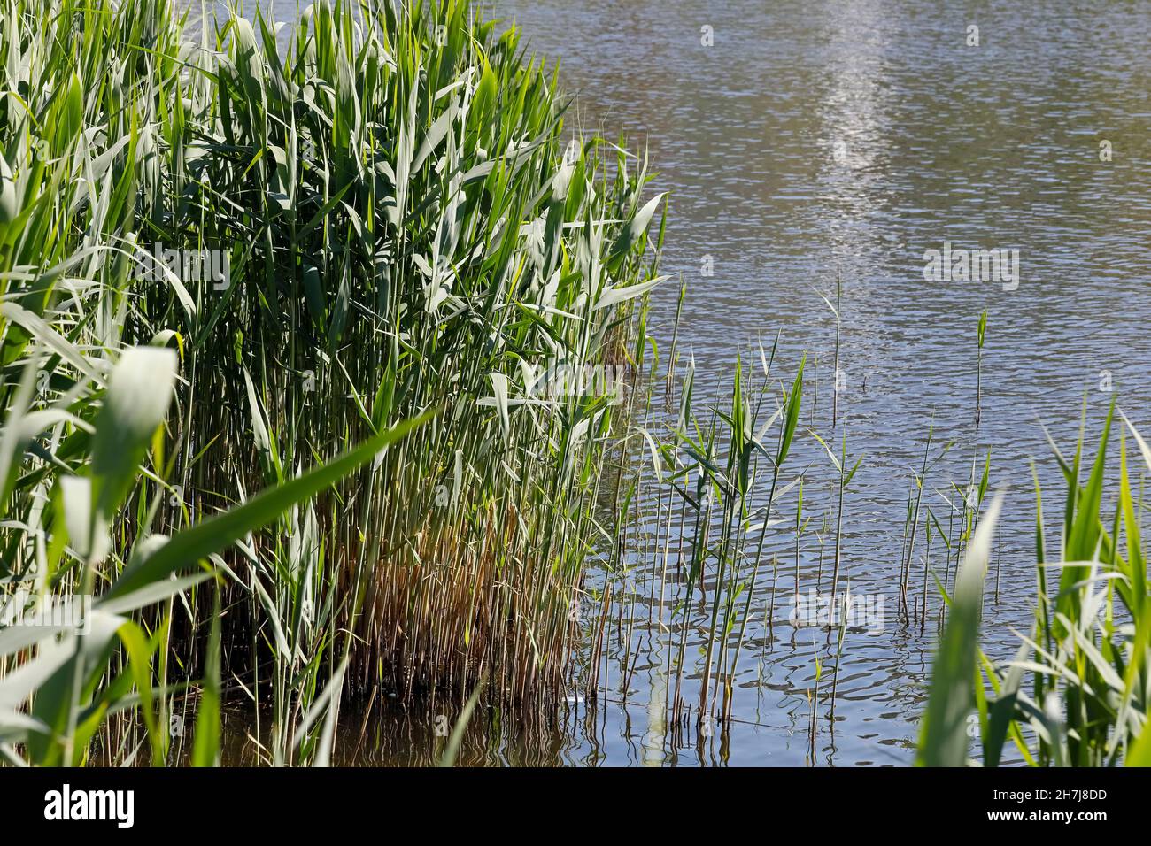 Greenery of plants hi-res stock photography and images - Alamy