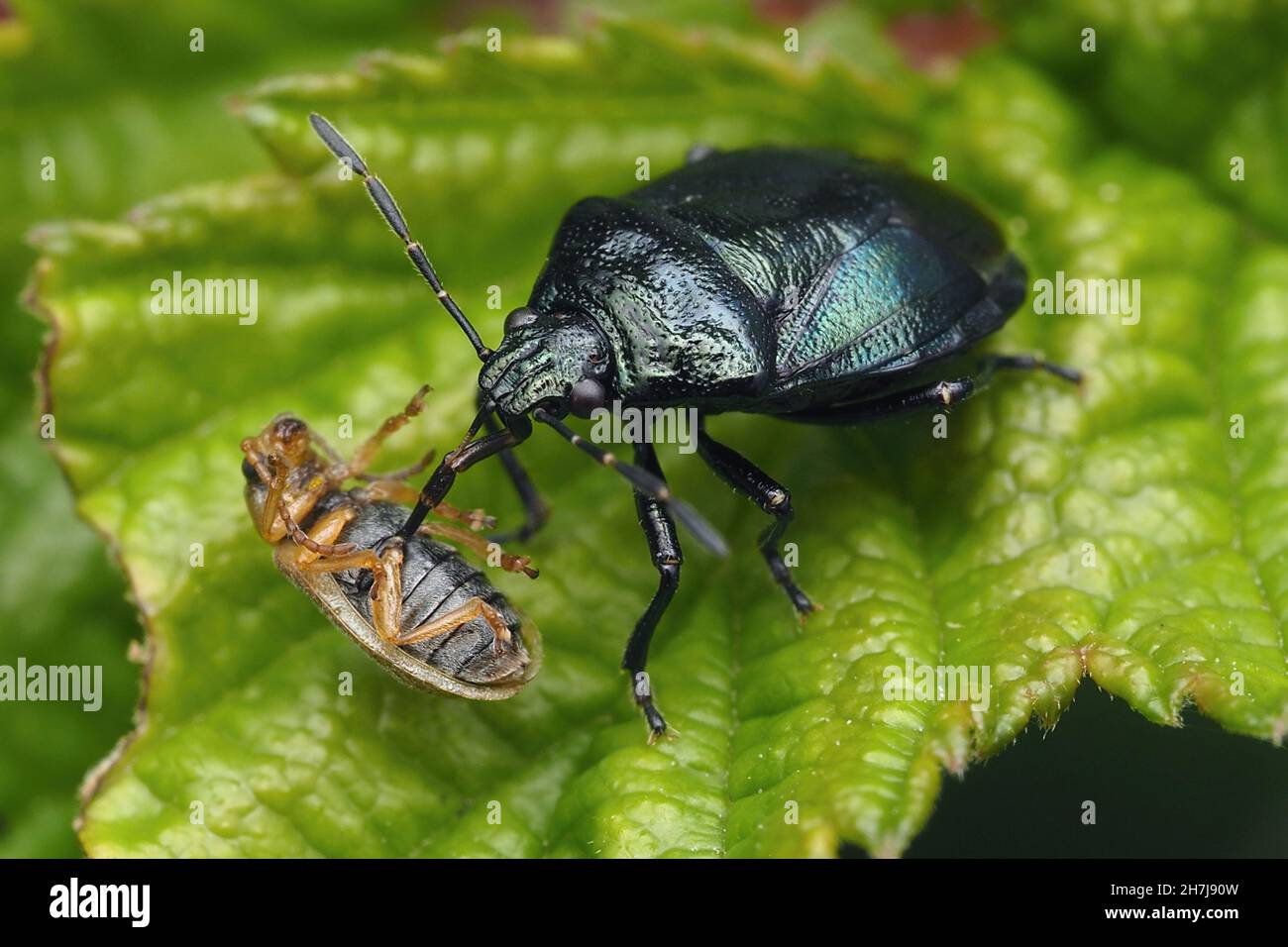 Blue Shieldbug (Zicrona caerulea) feeding on a leaf beetle. Tipperary, Ireland Stock Photo