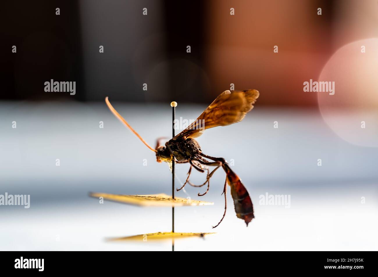 pinned ichneumon wasp specimen in an entomology insect collection Stock Photo