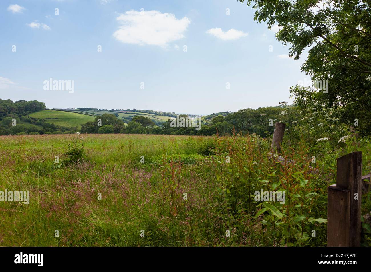 The meadow known as Valentine's, on the Heligan Estate, Pentewan, St.Austell, Cornwall, UK Stock Photo