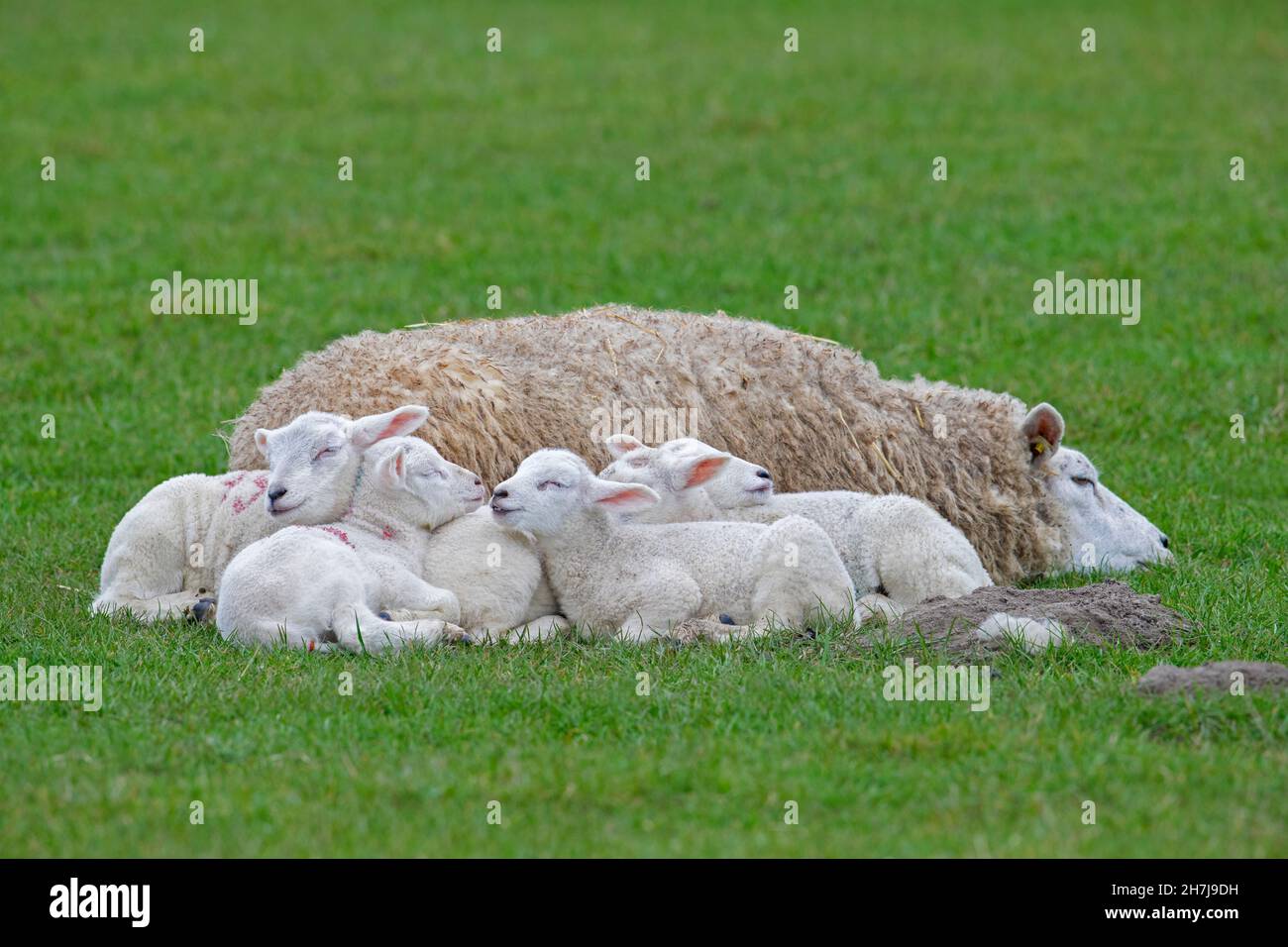 Domestic sheep ewe with five white lambs sleeping huddled together in field / pasture Stock Photo