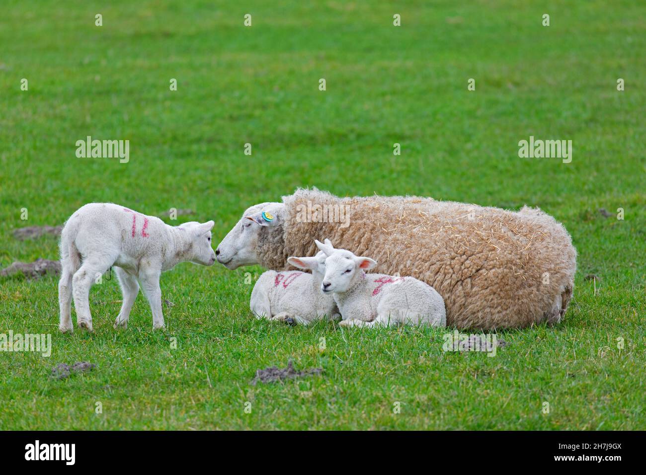 Domestic sheep ewe with three white lambs resting huddled together in field / pasture Stock Photo