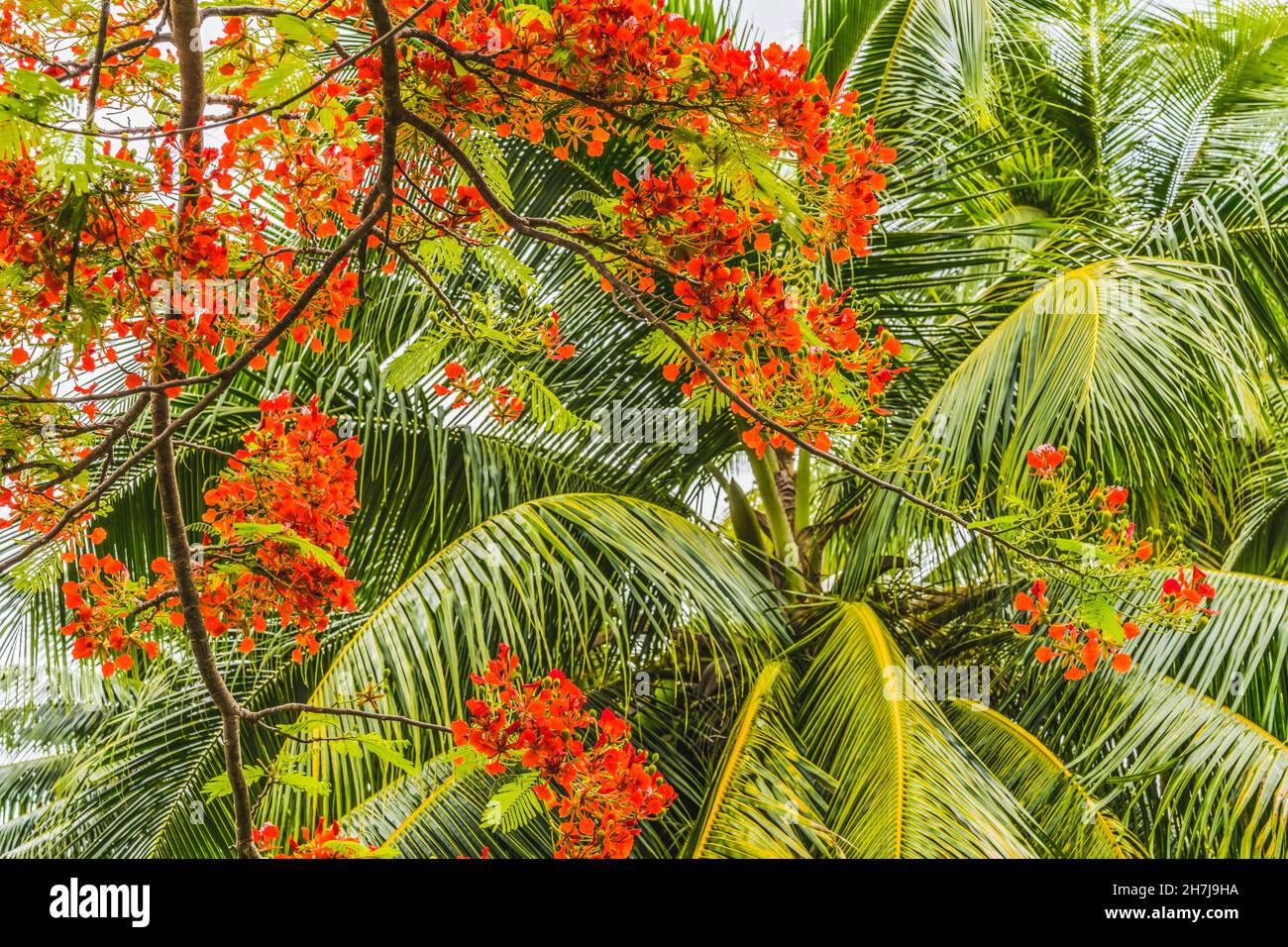 Red Flame Tree Flowers Delonix Regia Royal Poinciana Palm Trees Green Leaves Moorea Tahiti French Polynesia. Native to Madagascar, now in tropical pla Stock Photo