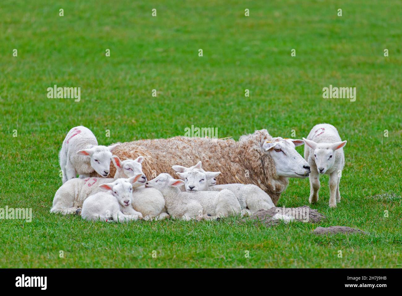 Domestic sheep ewe with seven white lambs resting huddled together in field / pasture Stock Photo