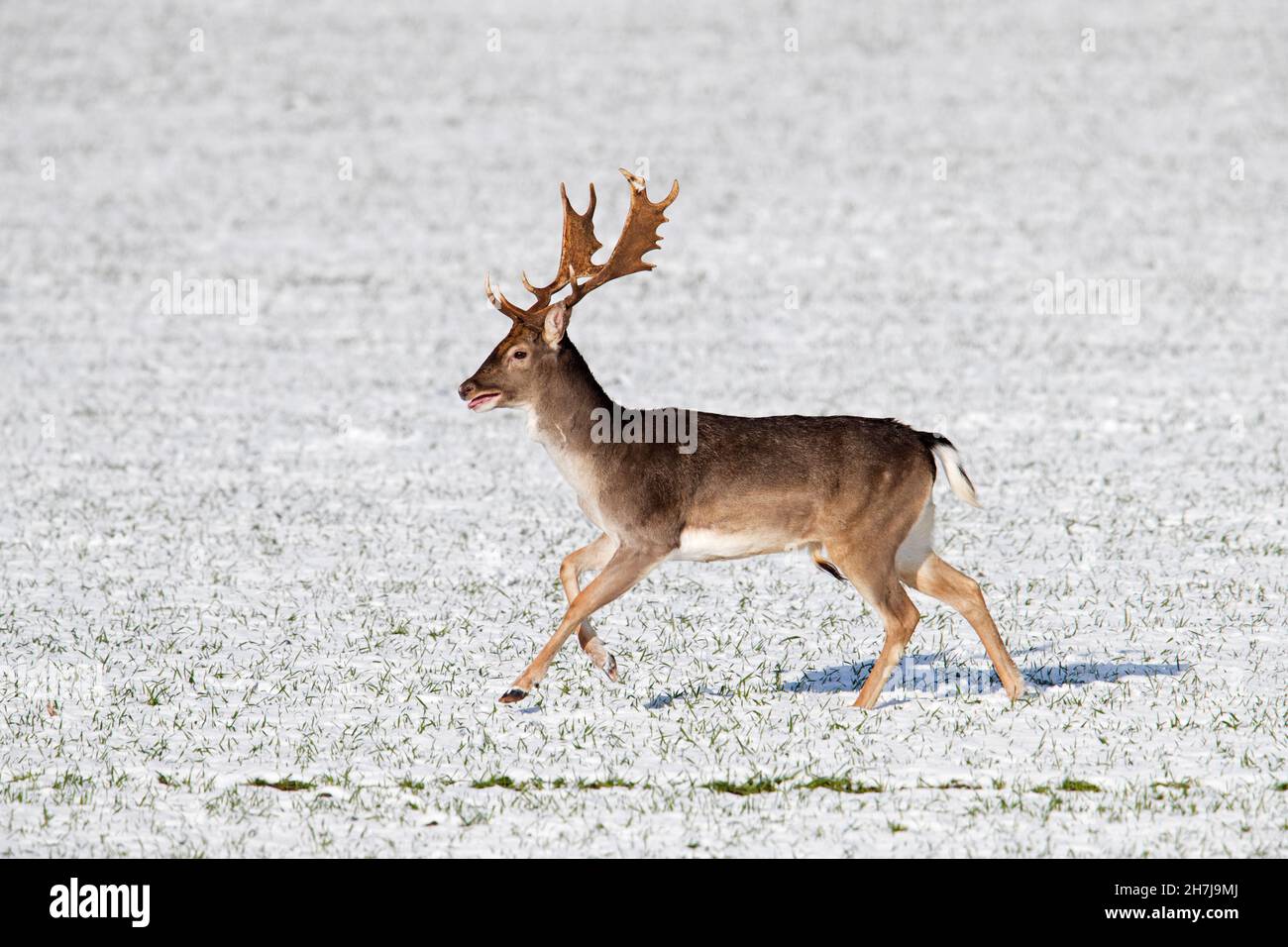 Fallow deer (Dama dama) buck running over snow covered field in winter Stock Photo
