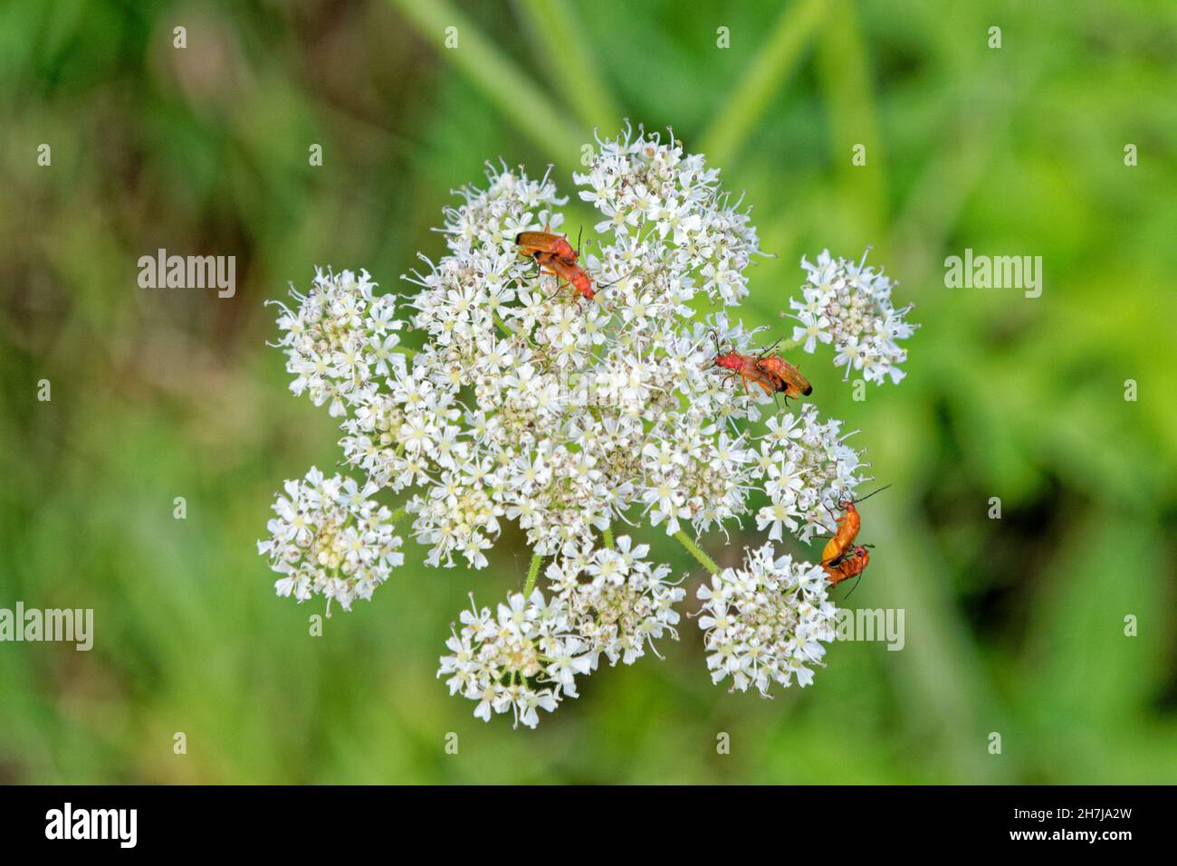 White Apiaceae - Umble flowers - with red bugs on it Stock Photo