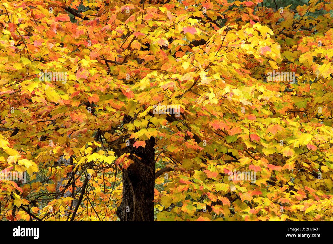 Changing seasons - summer to fall. Colorful display of vibrant orange, yellow, and red autumn leaves on large maple tree. Stock Photo